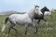Picture of PERFECT PASTURE