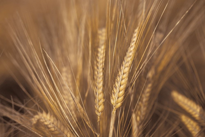 Picture of WHEAT FIELD