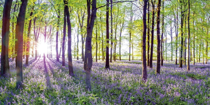 Picture of BLUEBELLS AND SUNRISE