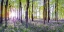 Picture of BLUEBELLS AND SUNRISE