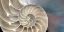 Picture of NAUTILUS