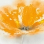 Picture of WILD ORANGE SHERBET II