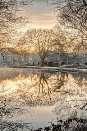 Picture of FROSTY MORNING II