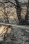 Picture of FROSTY MORNING III