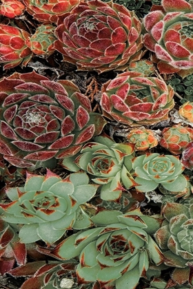 Picture of SUCCULENT COLLECTION I