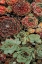 Picture of SUCCULENT COLLECTION I