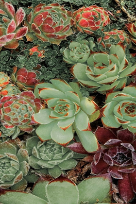 Picture of SUCCULENT COLLECTION II