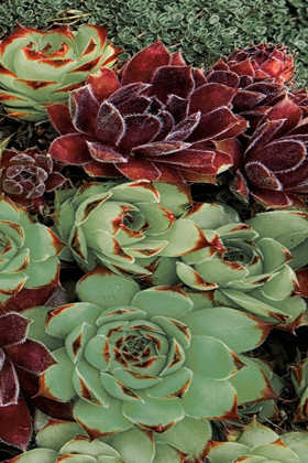 Picture of SUCCULENT COLLECTION III