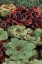 Picture of SUCCULENT COLLECTION III