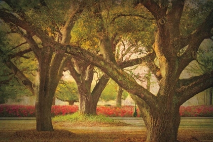 Picture of THREE OAKS AND AZALEAS
