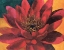 Picture of RED WATER LILY