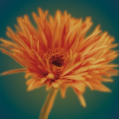 Picture of CHRYSANTHEMUM ON TURQUOISE