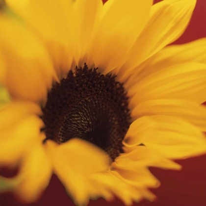 Picture of SUNFLOWER ON RED
