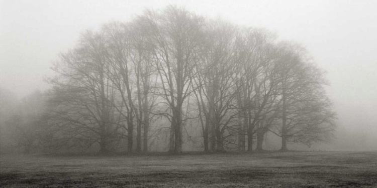 Picture of GATHERING TREES