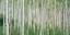 Picture of EARLY AUTUMN ASPENS