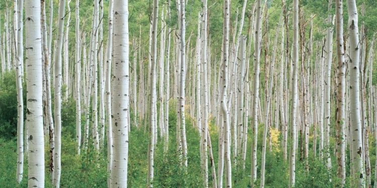 Picture of EARLY AUTUMN ASPENS