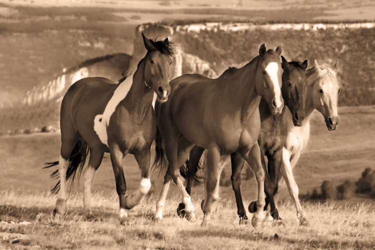 Picture of MORNING STROLL