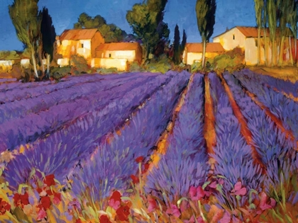 Picture of LATE AFTERNOON, LAVENDER FIELDS