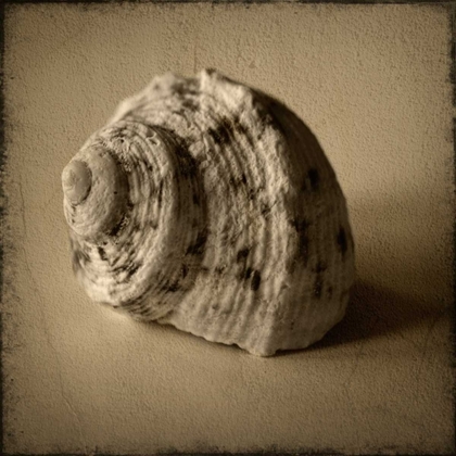 Picture of SEASHELL STUDY III