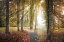 Picture of FOLLOWING THE LIGHT