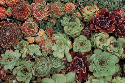 Picture of SUCCULENT COLLECTION
