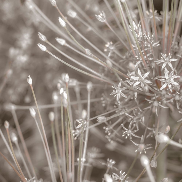 Picture of SILVER ALLIUMS