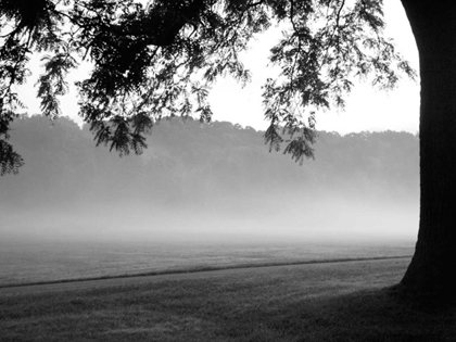 Picture of FOG IN THE PARK I