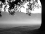 Picture of FOG IN THE PARK I
