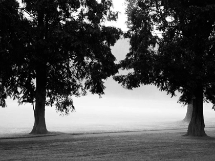 Picture of FOG IN THE PARK II