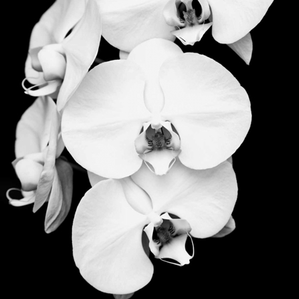 Picture of ORCHID PORTRAIT I