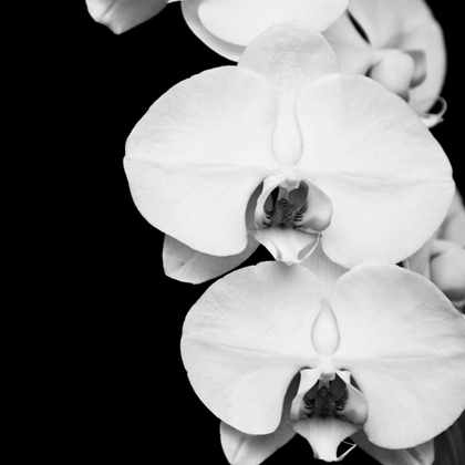 Picture of ORCHID PORTRAIT II