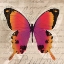 Picture of BUTTERFLIES III