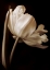 Picture of CHAMPAGNE TULIP I