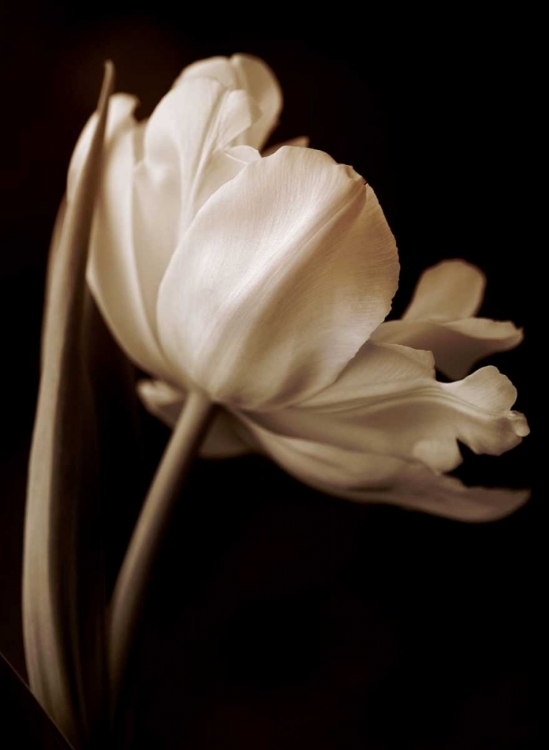 Picture of CHAMPAGNE TULIP I