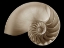 Picture of OCEAN KEEPSAKE II