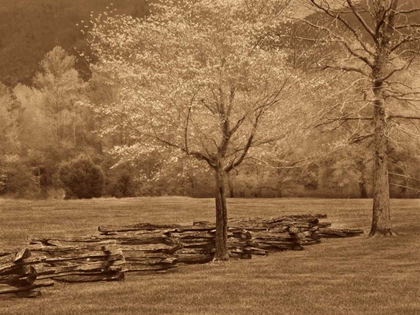 Picture of SMOKIES FENCE