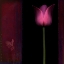 Picture of RED TULIP I