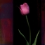 Picture of RED TULIP II