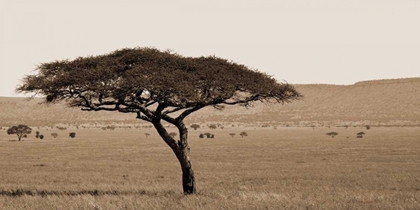 Picture of SERENGETI HORIZONS I