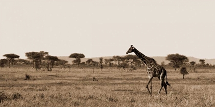 Picture of SERENGETI HORIZONS II