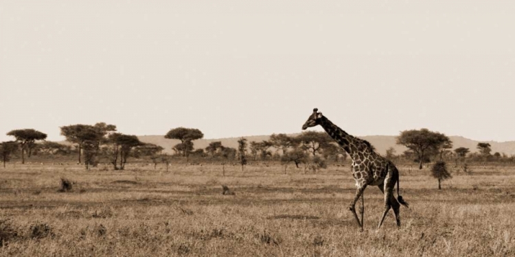 Picture of SERENGETI HORIZONS II