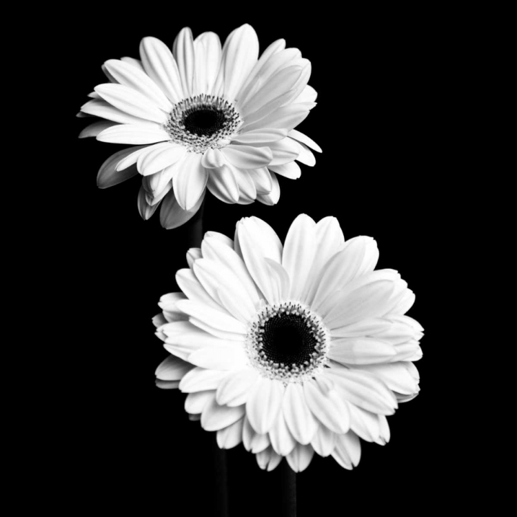 Picture of GERBERA PORTRAIT I