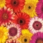 Picture of SPLASH OF COLOR II