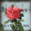 Picture of PETITE ROSE I