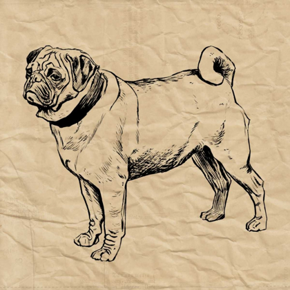 Picture of PUG