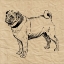 Picture of PUG