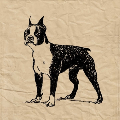 Picture of BOSTON TERRIER