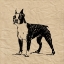 Picture of BOSTON TERRIER