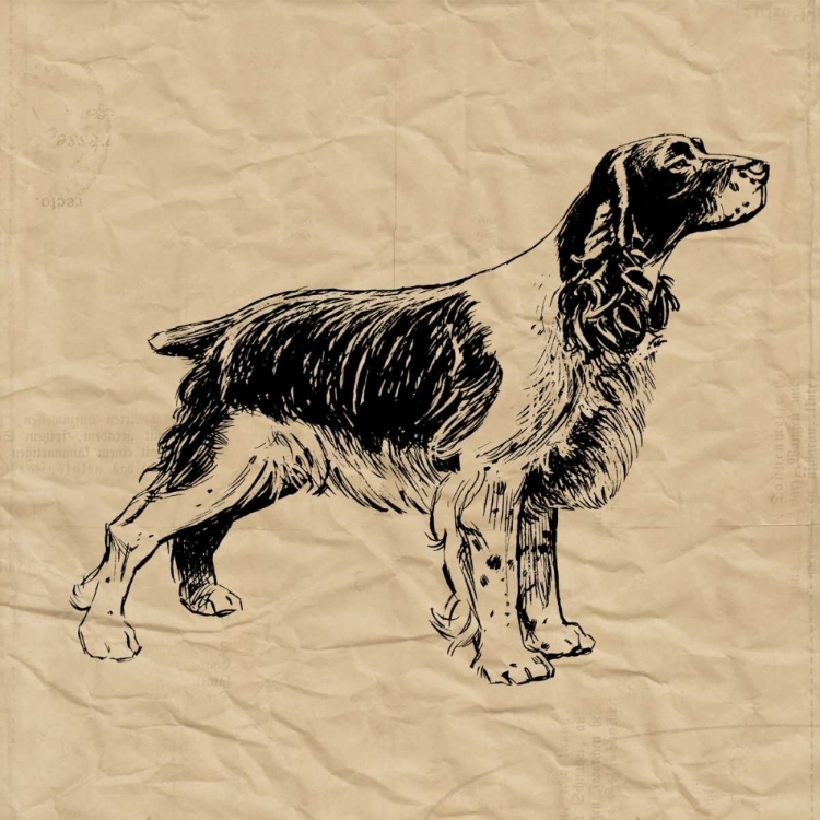 Picture of SPANIEL