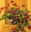 Picture of IVY GERANIUMS